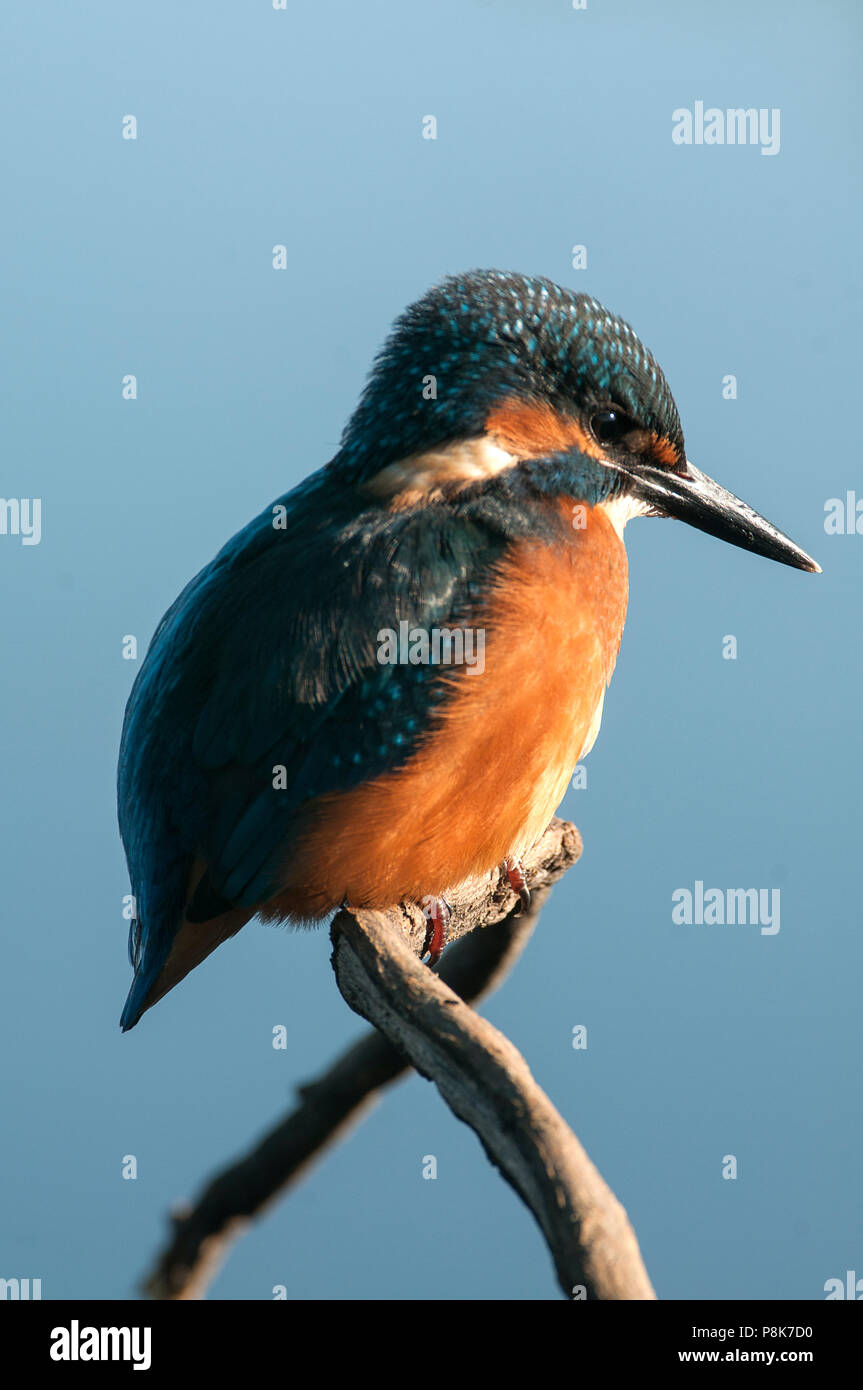 Alcedo atthis fish hi-res stock photography and images - Alamy