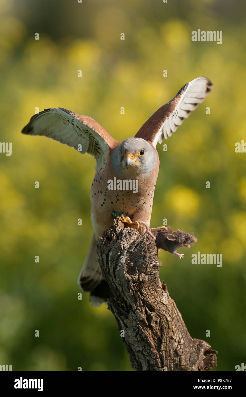 Lesser kestrel, male, eating a mouse, Falco naumann Stock Photo