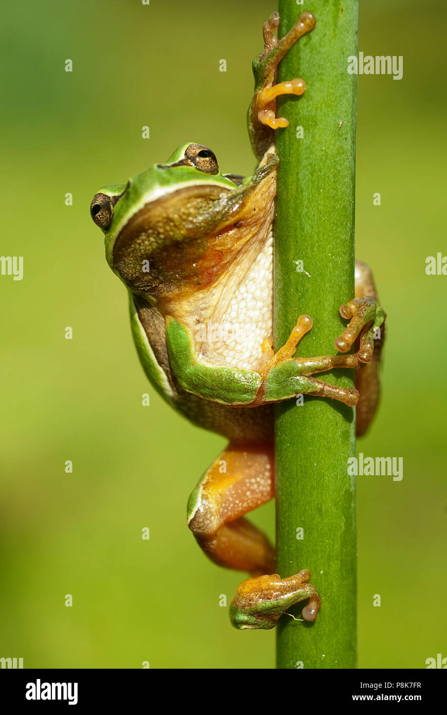 Pretty amphibian green European tree frog, Hyla arborea, sitting on the grass, Spain Stock Photo