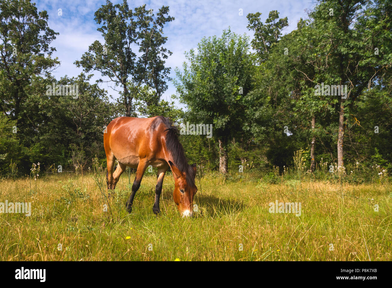 Spanish mule hi-res stock photography and images - Alamy
