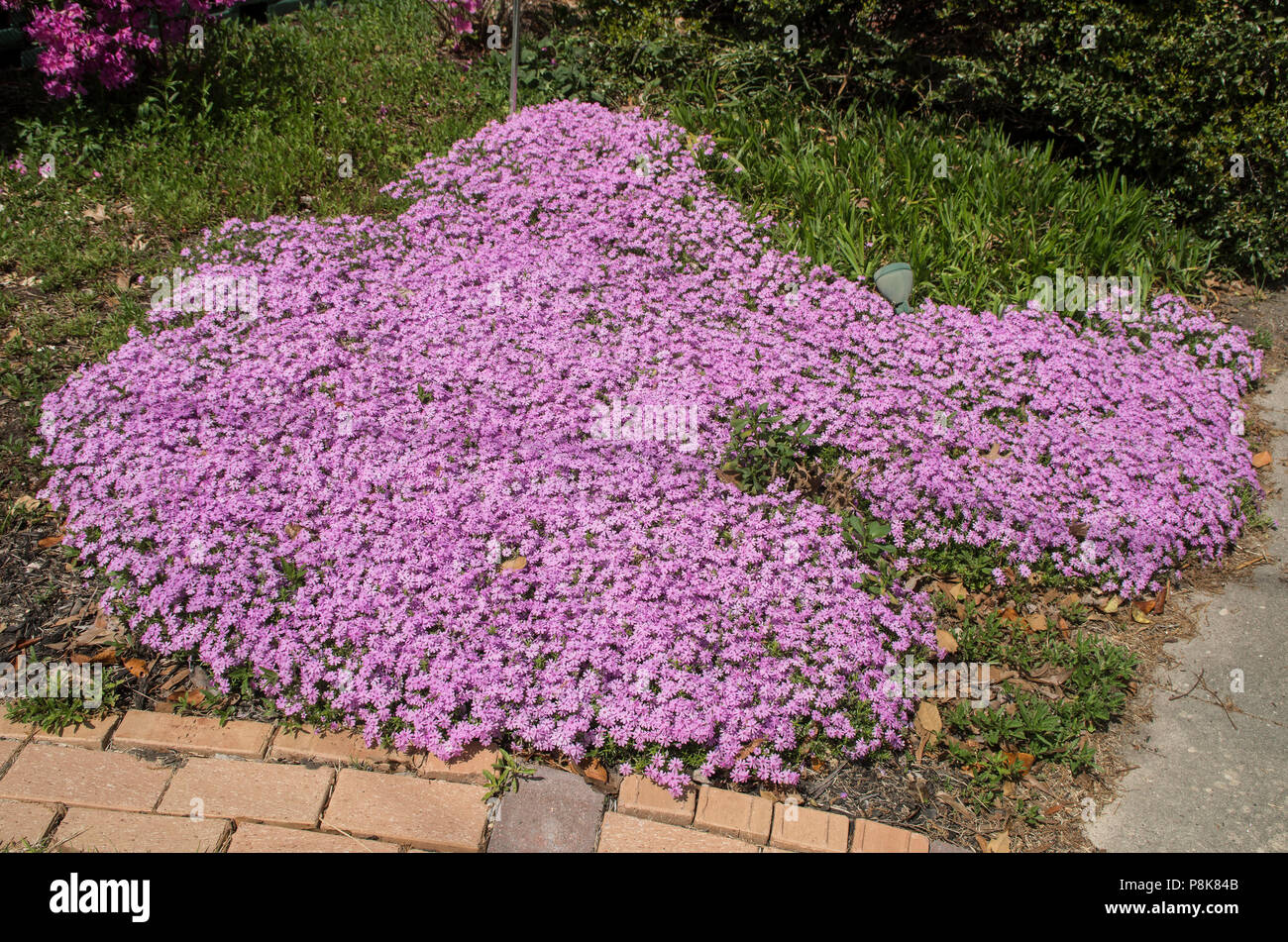 A beautiful rug of Purple Phlox coveres a garden in New Bern North Carolina Stock Photo