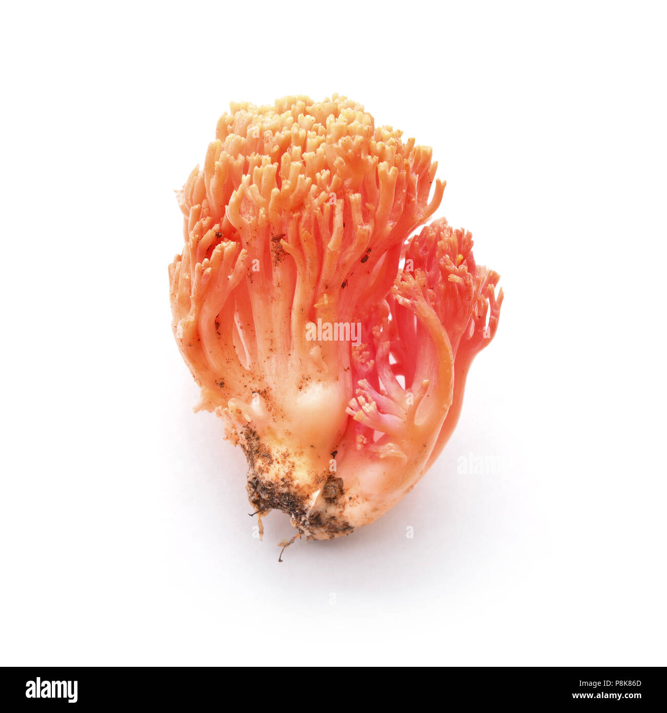 ramaria botrytis mushroom cluster isolated on white Stock Photo
