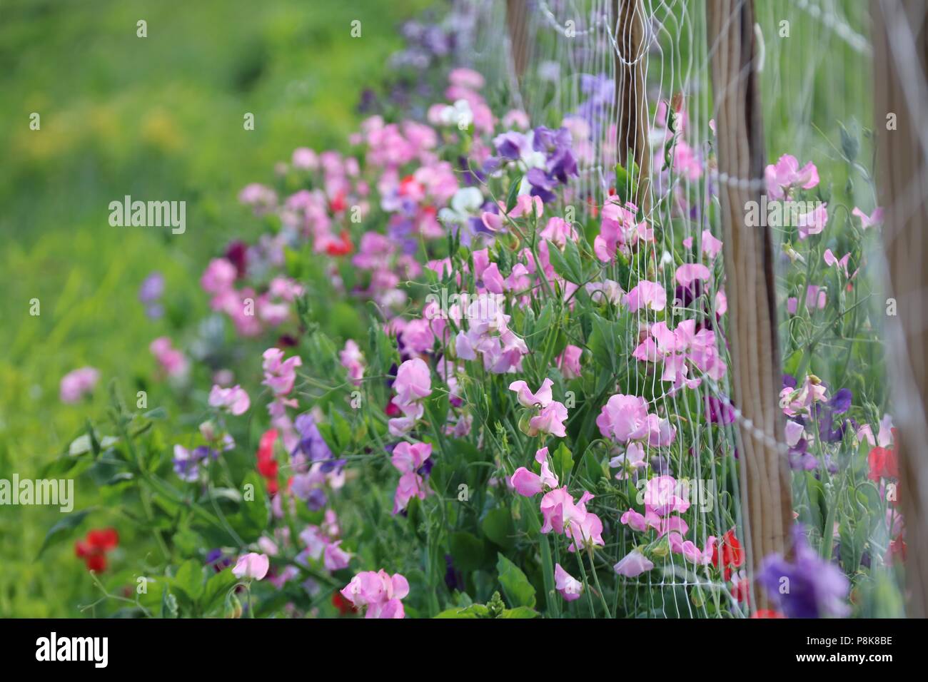 A profusion of flowering sweet peas climbing on a fence in flower farm in Summer Stock Photo Alamy