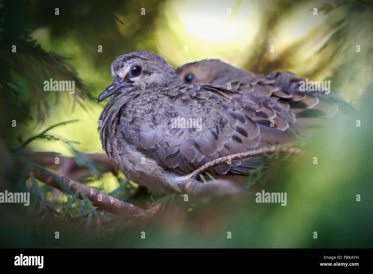 Two fledgling baby doves patiently wait for their first flying lesson from their cypress tree perch in a forest setting. Stock Photo