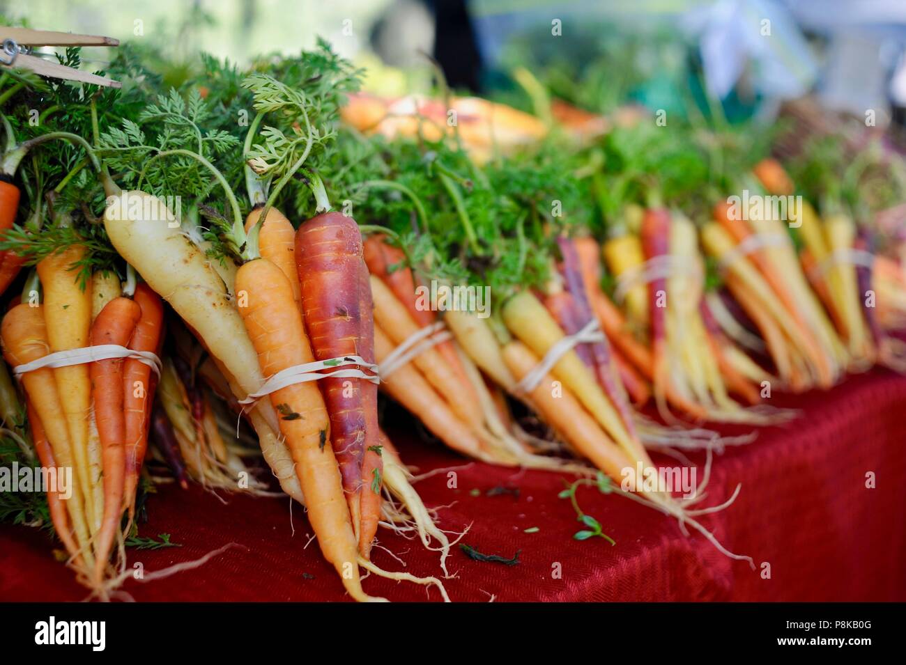 Tidy bundles of rainbow carrots (multicolored) at the Walker Farms farmstand for sale at farmers market in Savannah, Georgia, USA Stock Photo