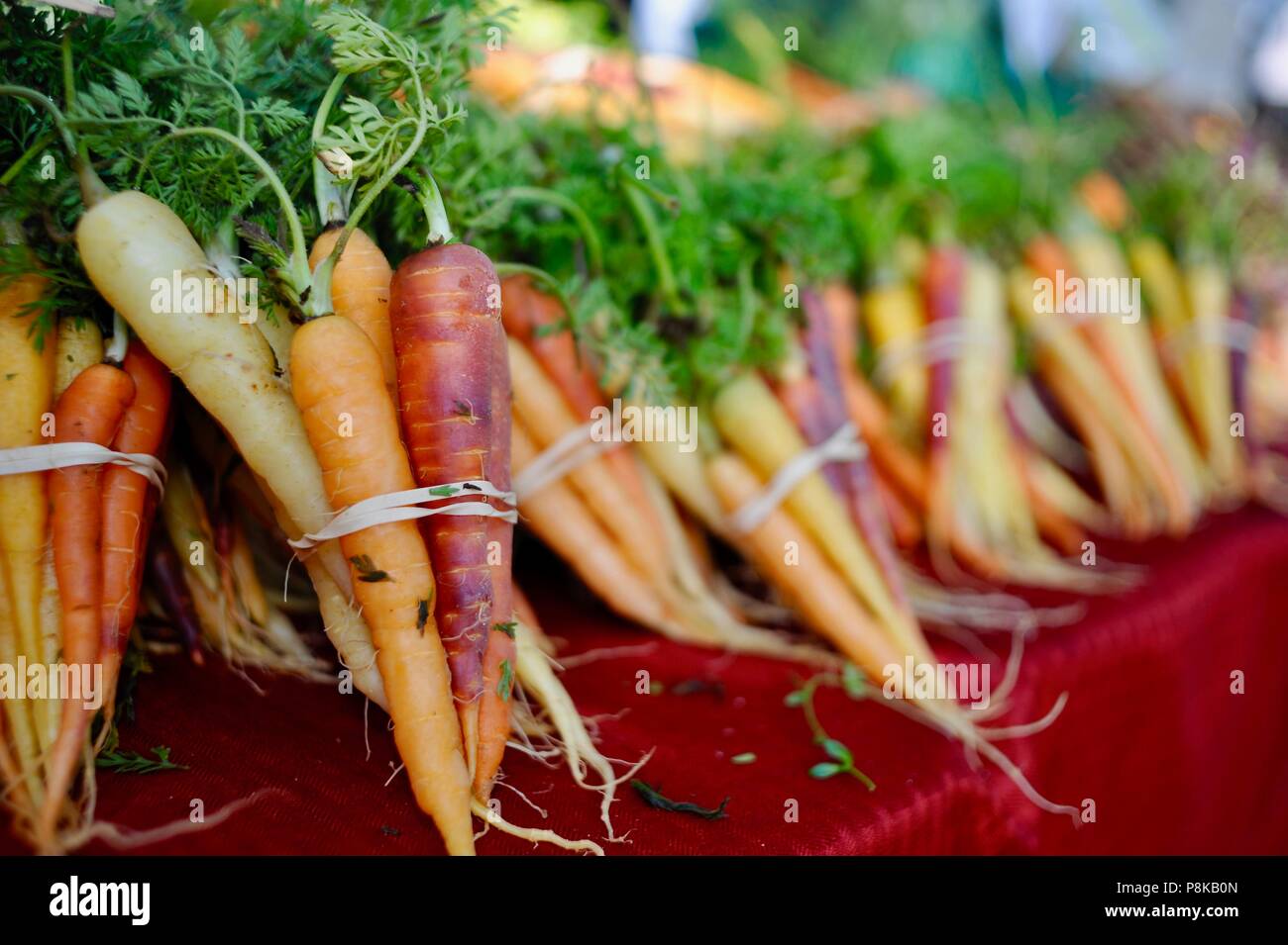 Tidy bundles of rainbow carrots (multicolored) at the Walker Farms farmstand for sale at farmers market in Savannah, Georgia, USA Stock Photo