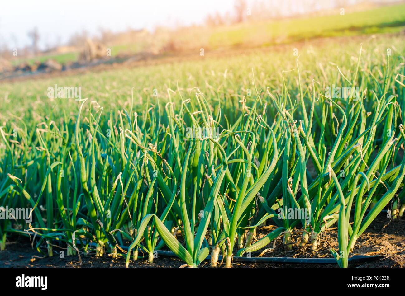 fresh young onions grow in the field in rows, agriculture, good harvest, onion seeds, farming
