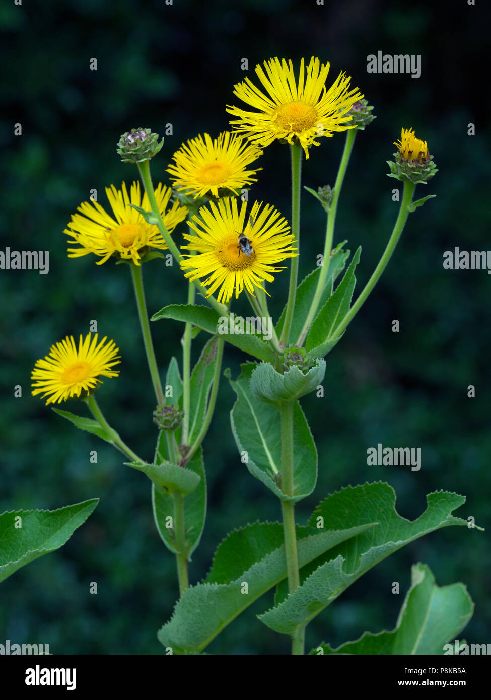 Cup plant Silphium perfoliatum Stock Photo