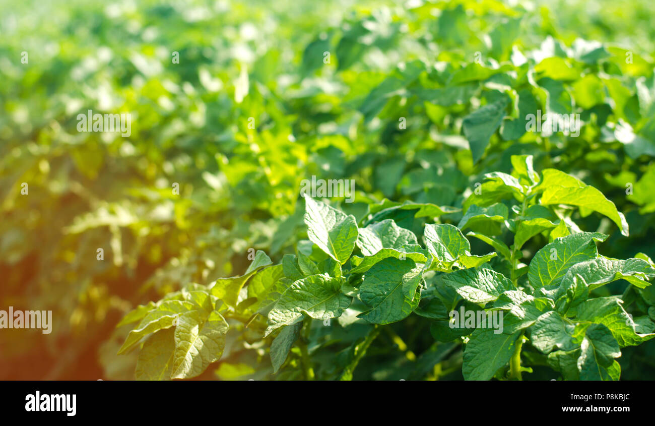 bushes of young potatoes grow in the field close-up, farming, agro ...
