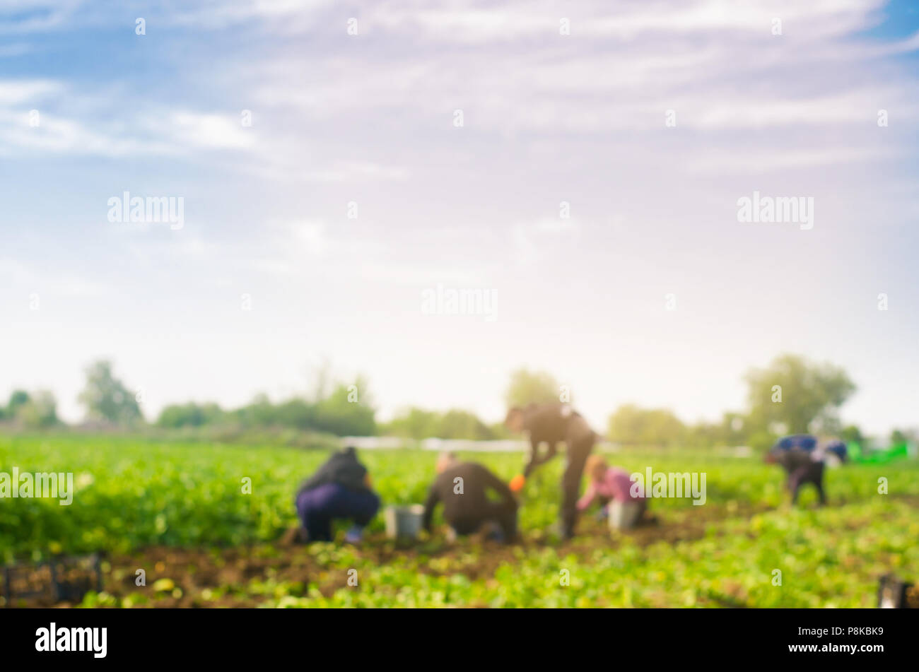 workers work on the field, harvesting, manual labor, farming
