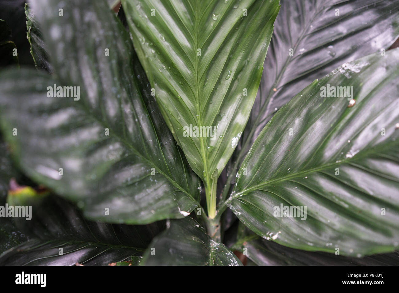 tropical plant leaf close up from chamaedorea ernesti augusti arecaceae