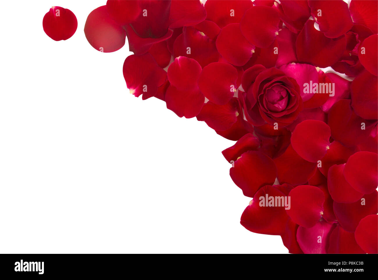 Red Rose petals isolated on white background Stock Photo - Alamy