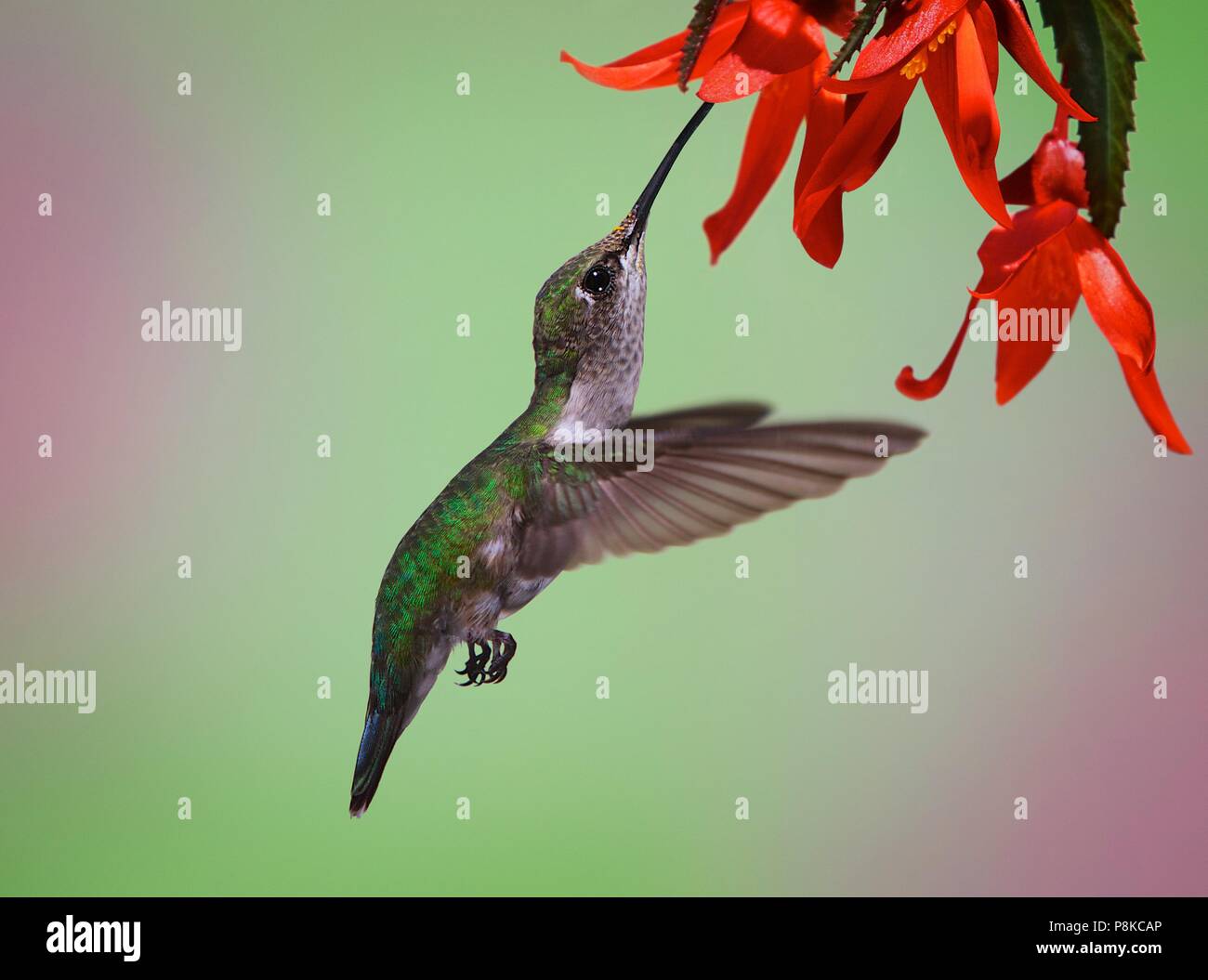 This sweet little female ruby throated hummingbird with a pollen covered face stopped by for a sip from a fiery red blossom Stock Photo