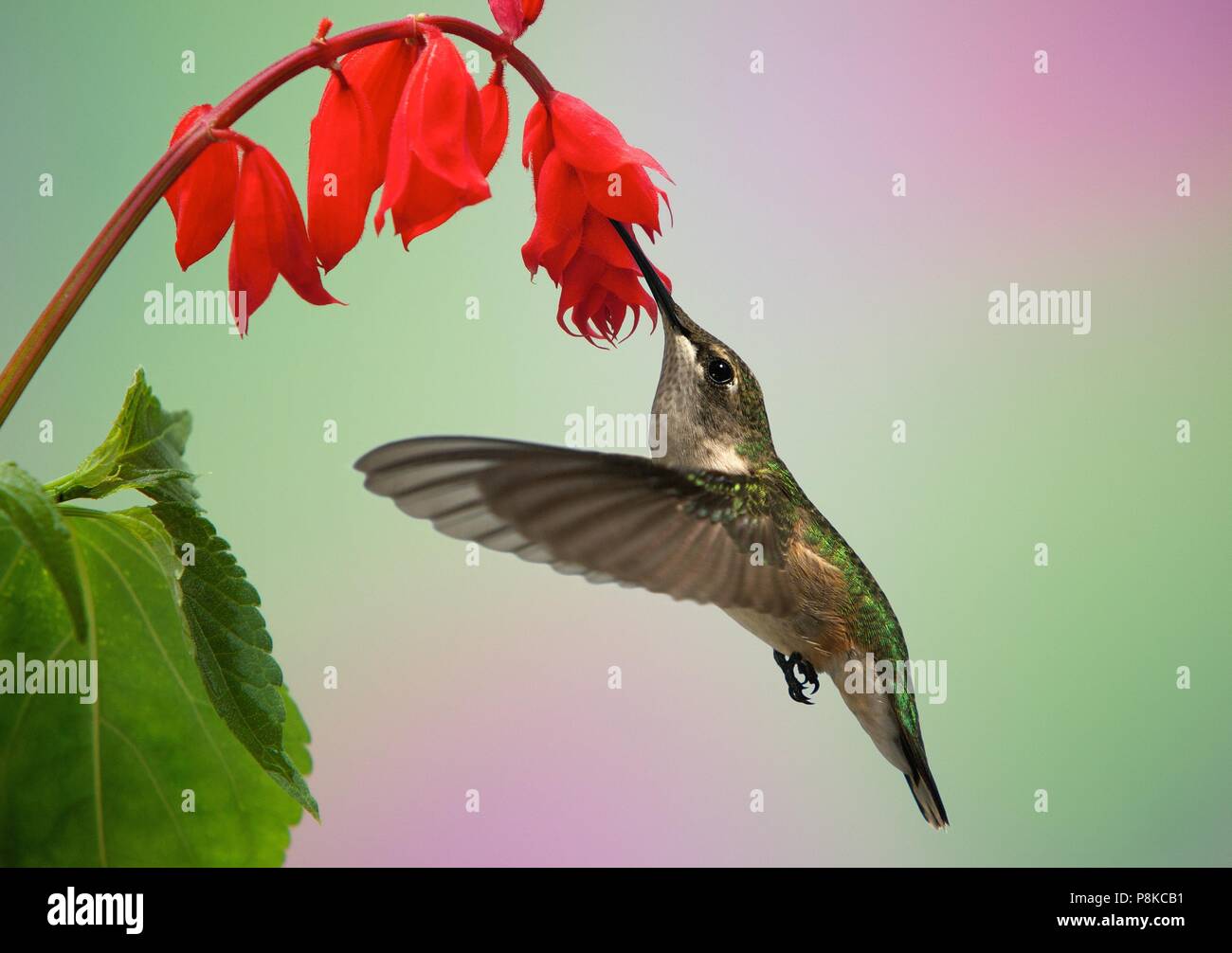A female ruby-throated hummingbird glides in to sip nectar from scarlet sage. Stock Photo