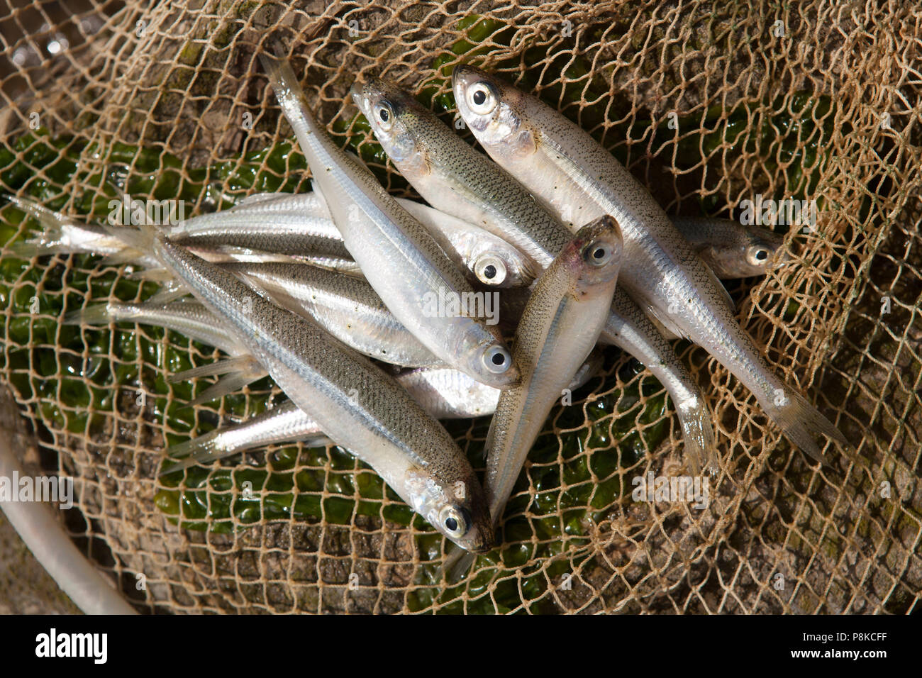 Sand smelts, Atherina presbyter, that have been caught with rod and line from a pier and displayed in a drop net. They can be deep fried or used as ba Stock Photo