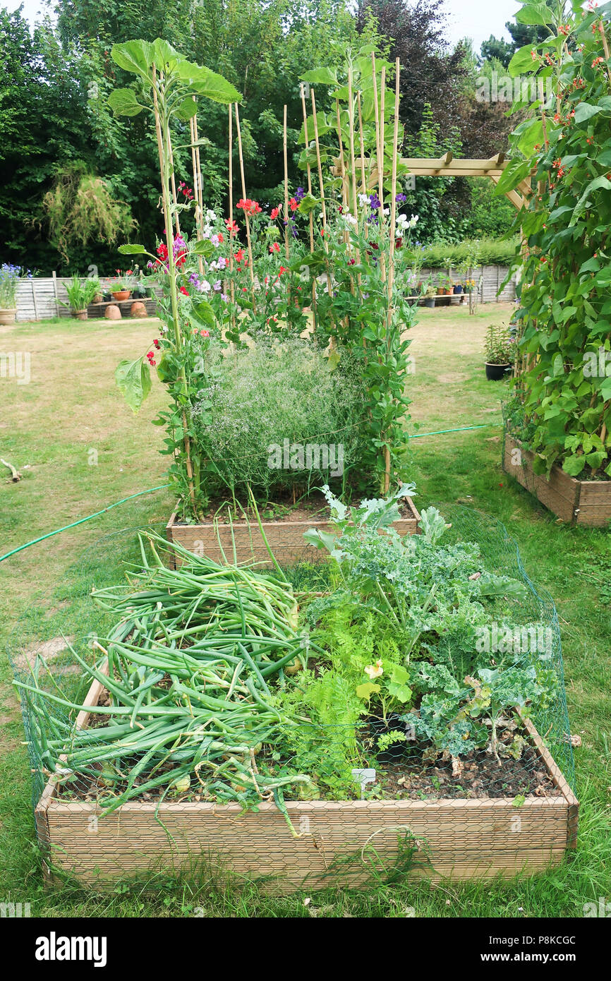 Raised beds in garden Stock Photo