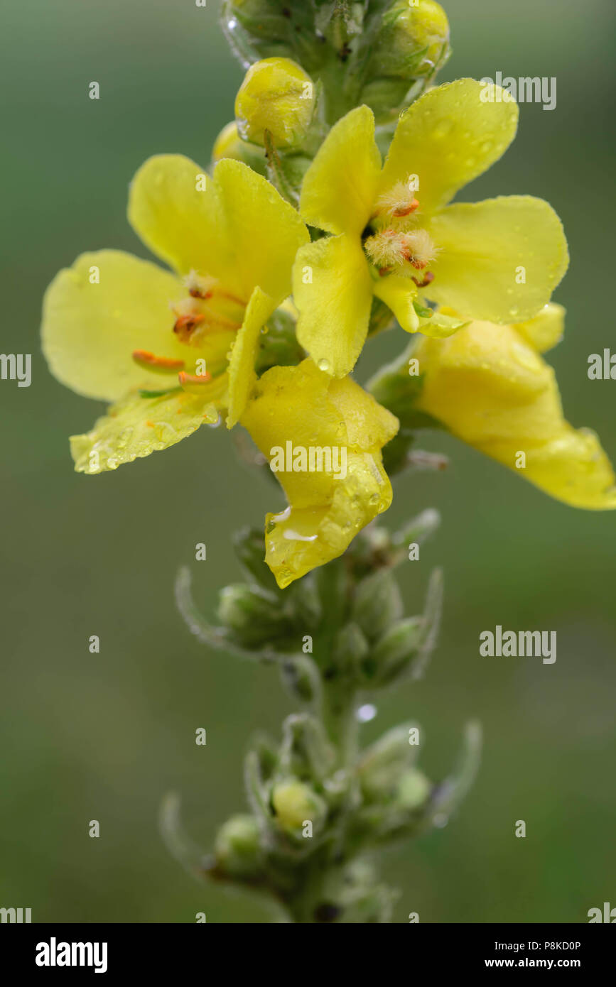 mullein flower with water drops macro selective focus Stock Photo