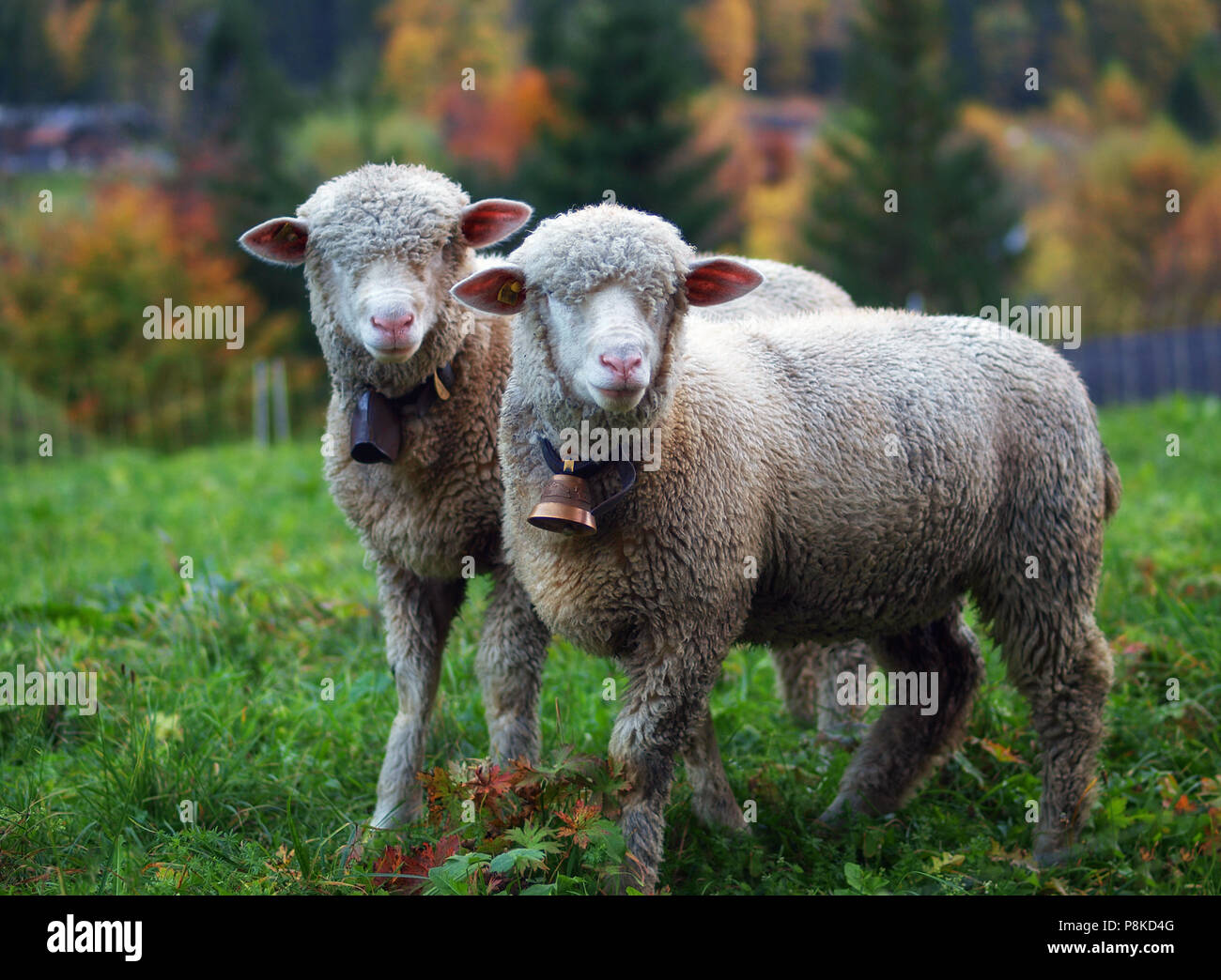 Lauterbrunnen Sheep Stock Photo