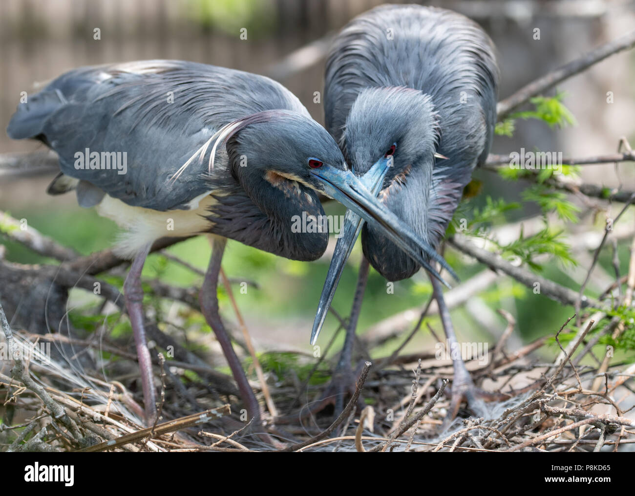 Tricolored Heron in Florida Stock Photo