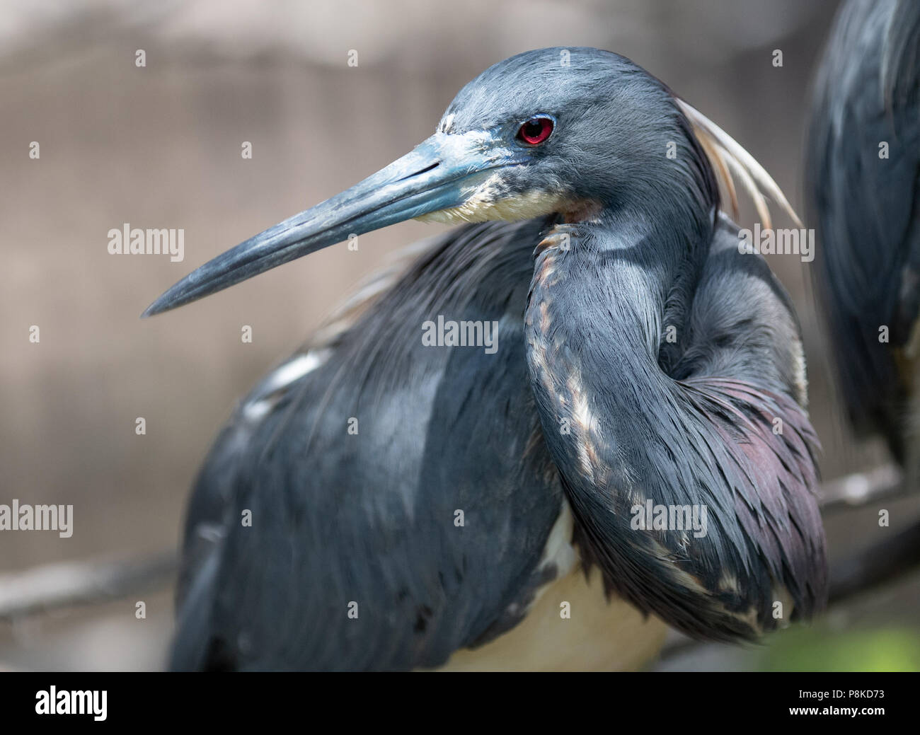 Tricolored Heron in Florida Stock Photo