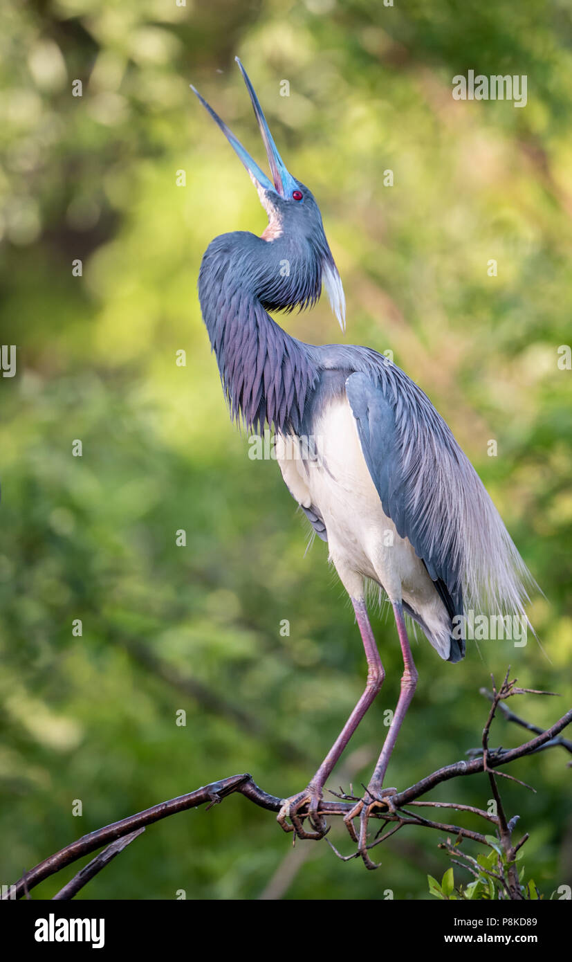 Tricolored Heron in Florida Stock Photo