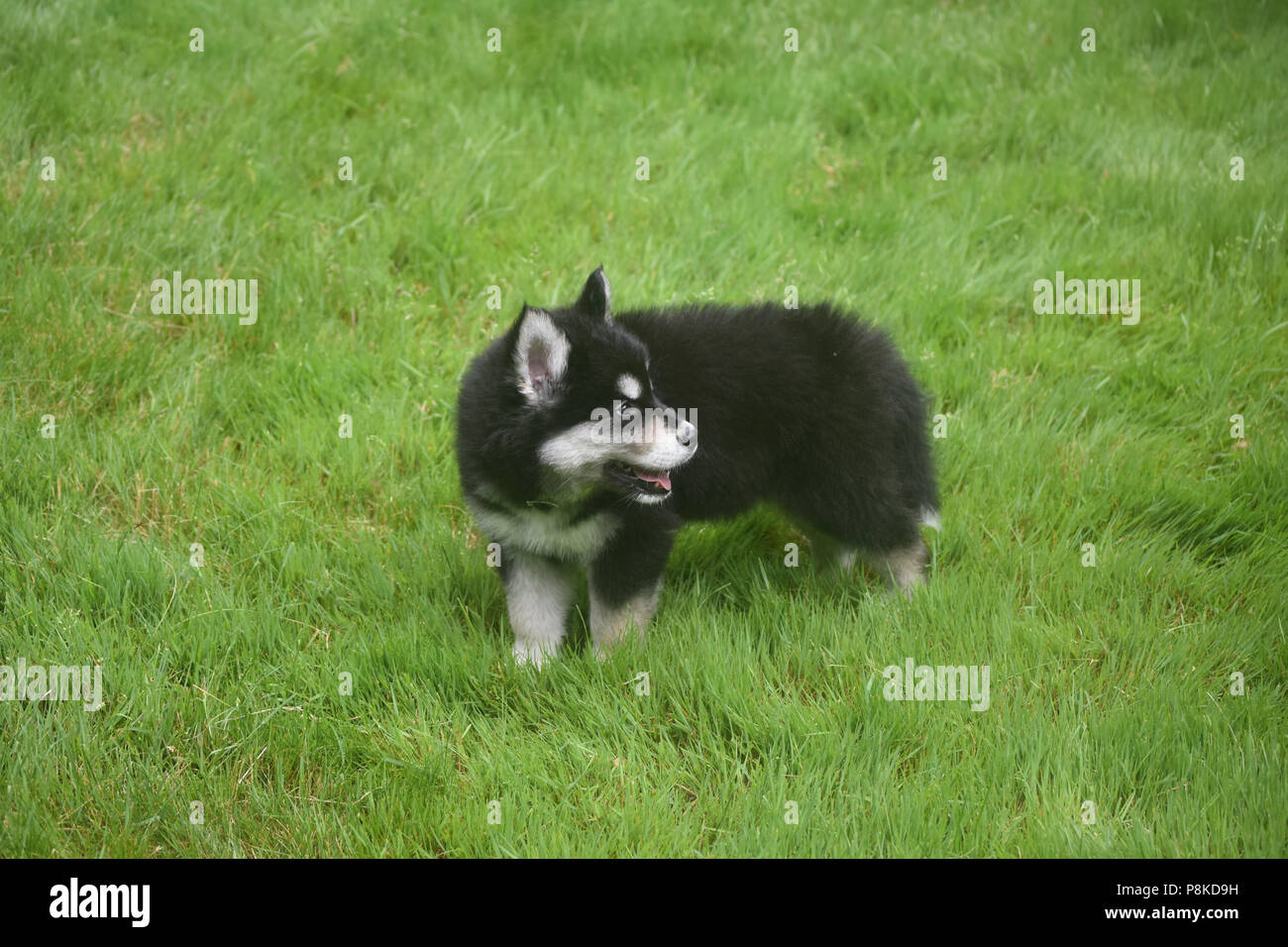 Alaskan husky puppy playing in a field of grass Stock Photo - Alamy