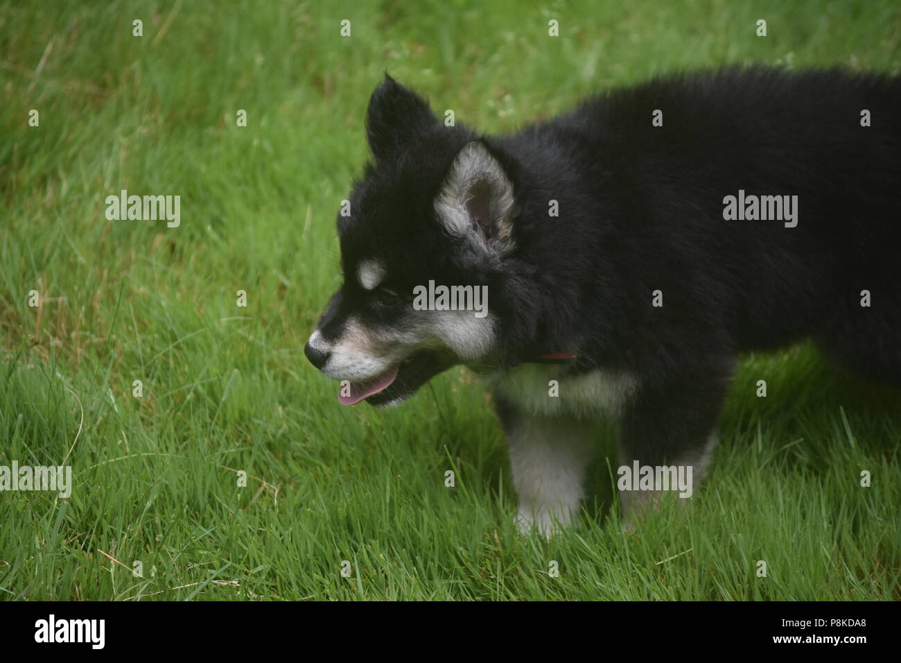 Adorable siberian husky puppy sticking its tongue out Stock Photo Alamy