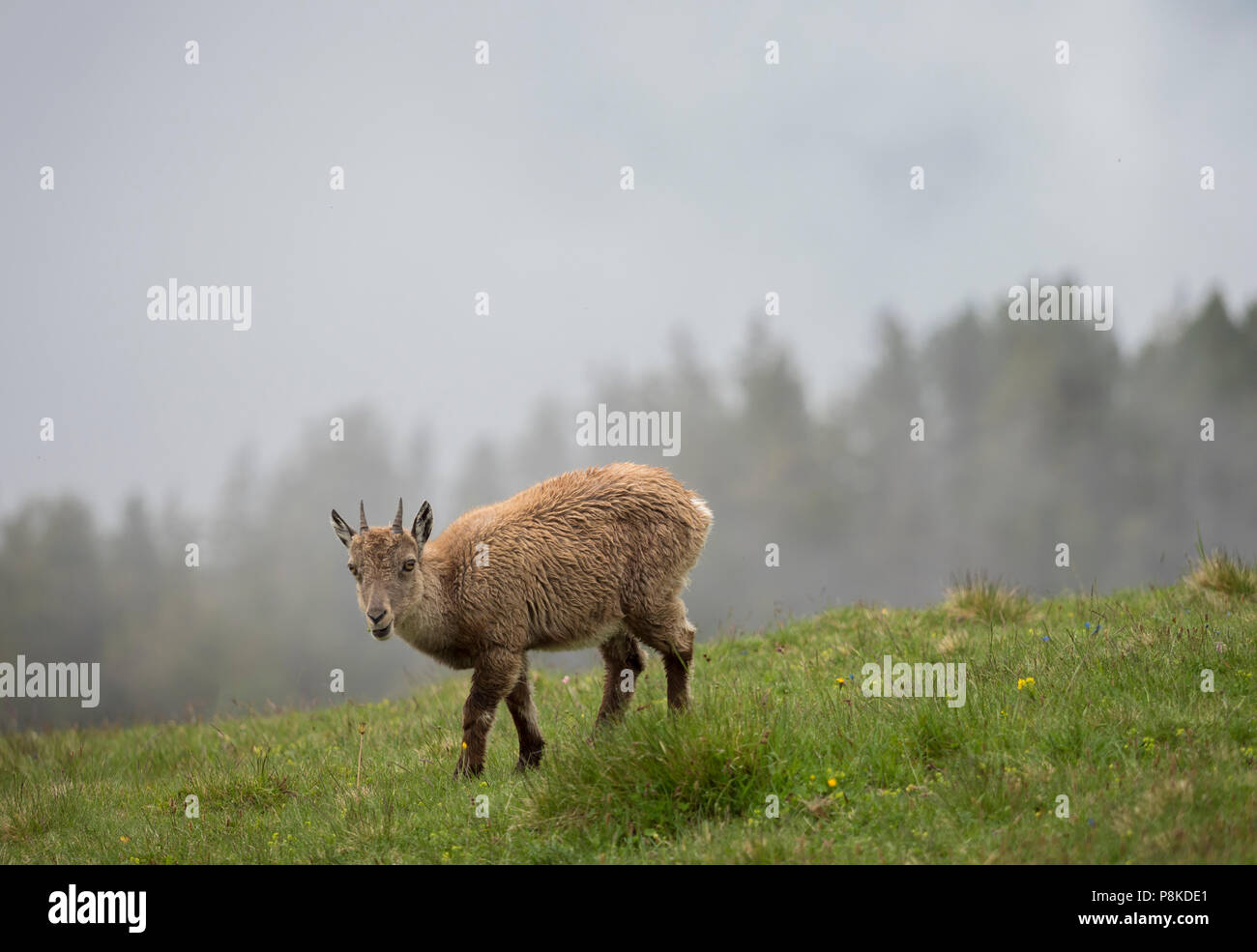 Careful ibex Stock Photo