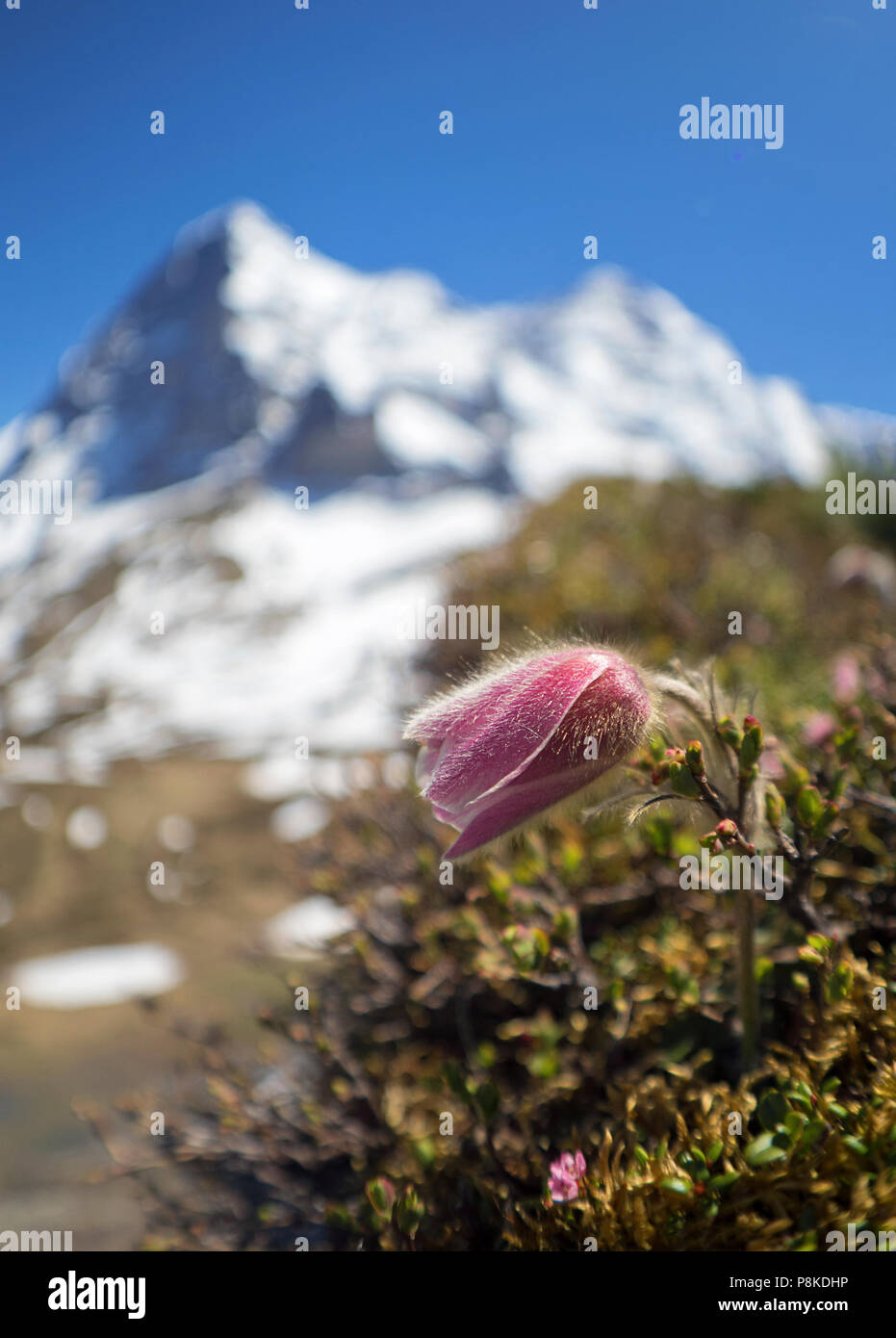 Alpine Pasque Flower Stock Photo
