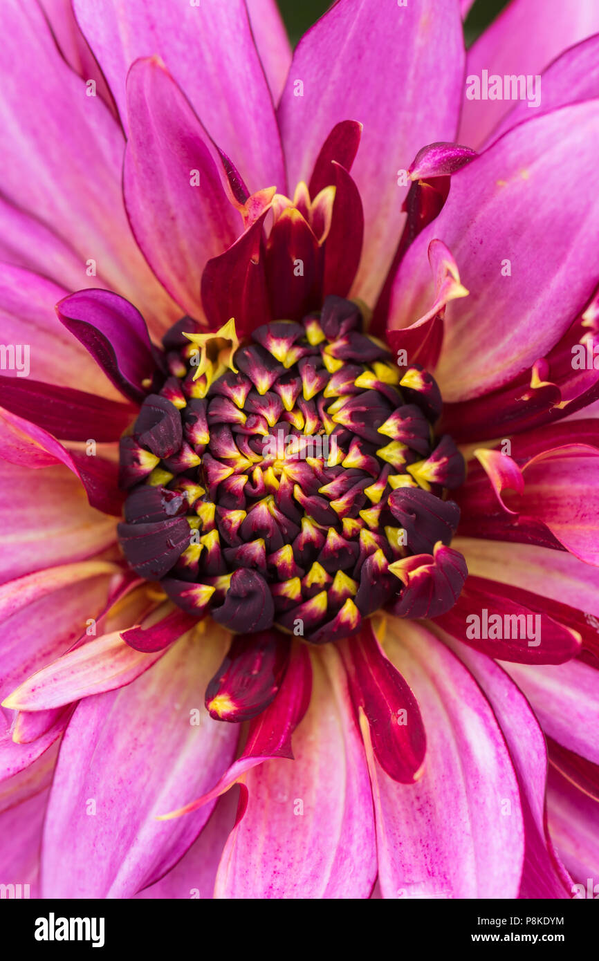 Dahlia 'Mambo' (Anem) - central boss just beginning to open Stock Photo