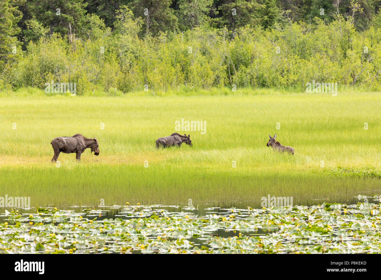 Moose foraging in pond in Chugach National Forest on Kenai Peninsula in ...