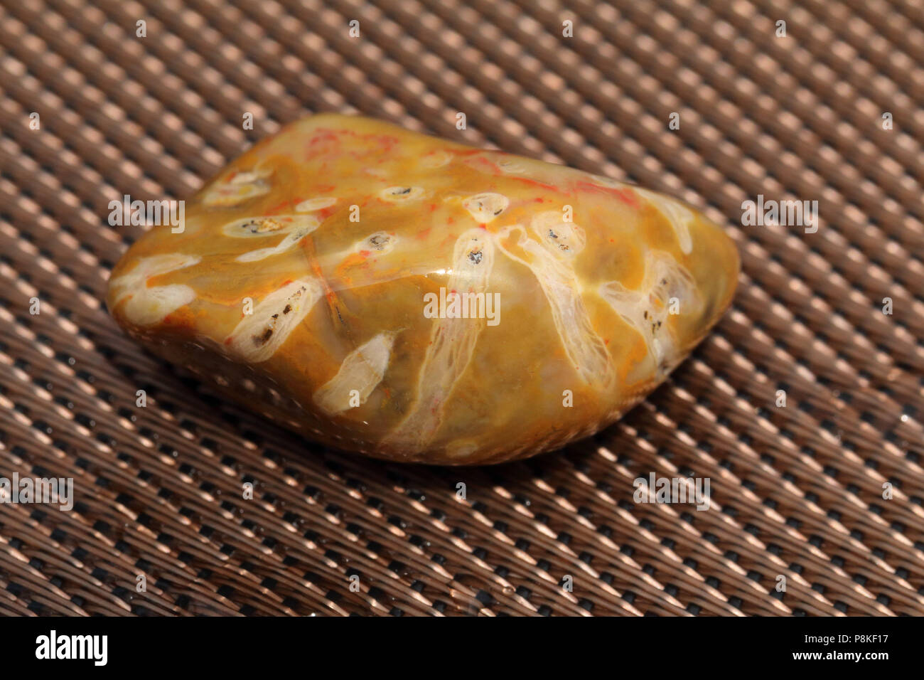 Agatized coral fossil hi-res stock photography and images - Alamy