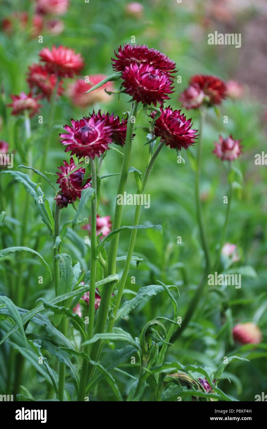 Red and orange everlasting straw flowers growing in summer on a flower