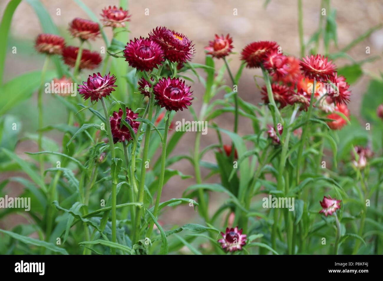 Red and orange everlasting straw flowers growing in summer on a flower farm Stock Photo