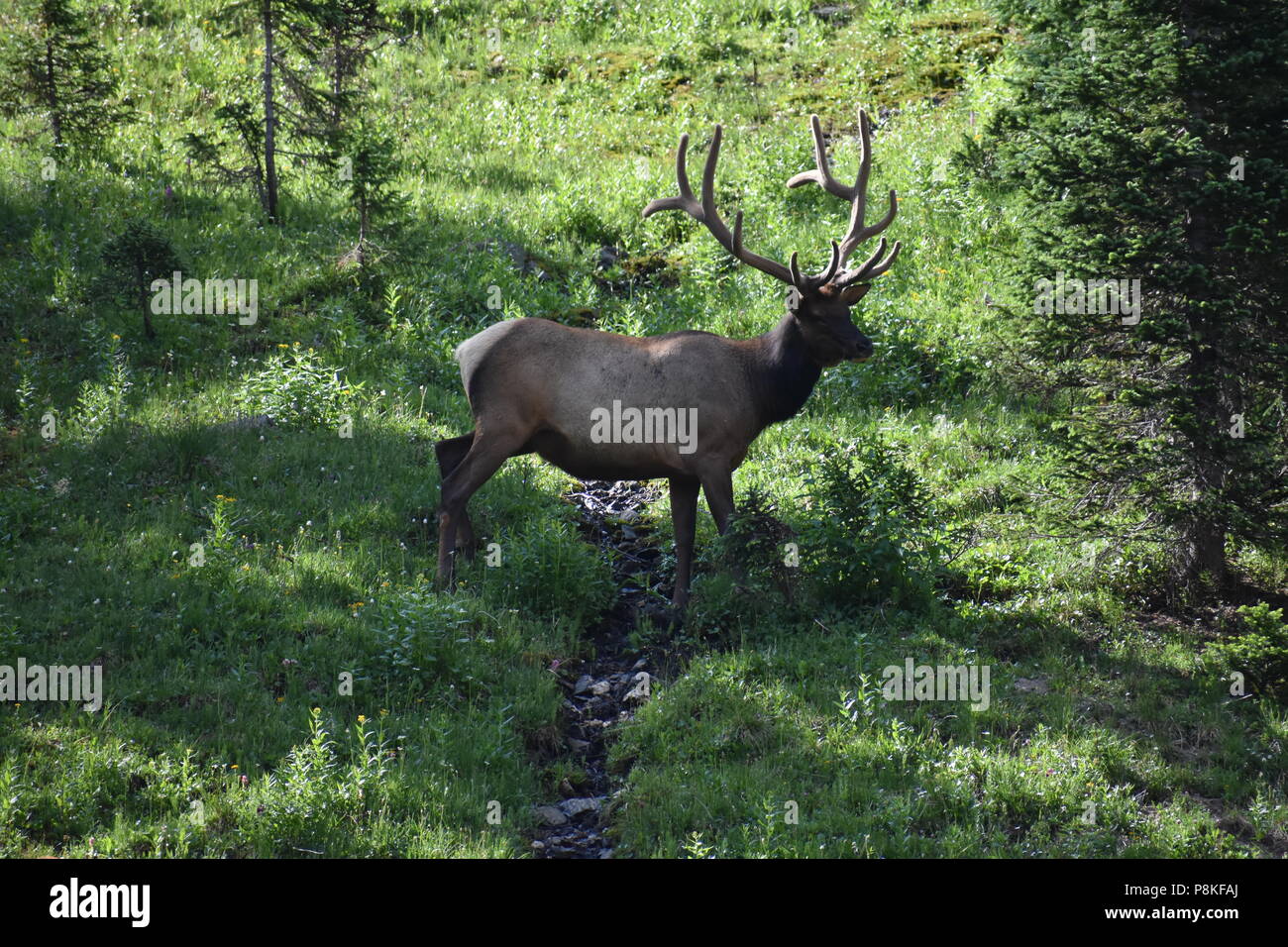 bull elk in a field Stock Photo