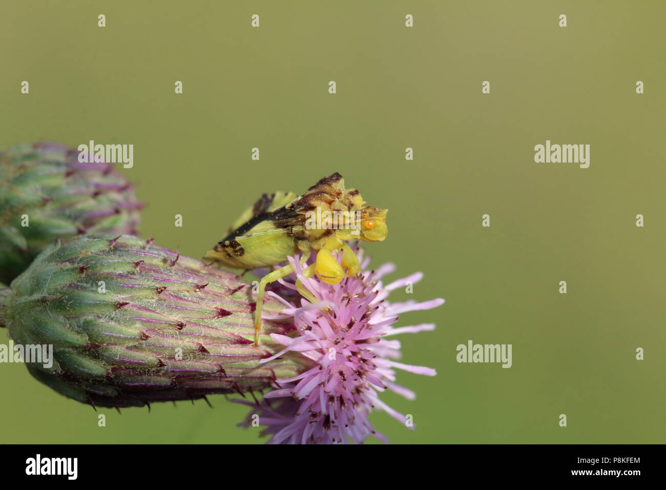 Ambush bug, a type of 'Assassin Bug'.  Found in South Dakota, United States. Stock Photo