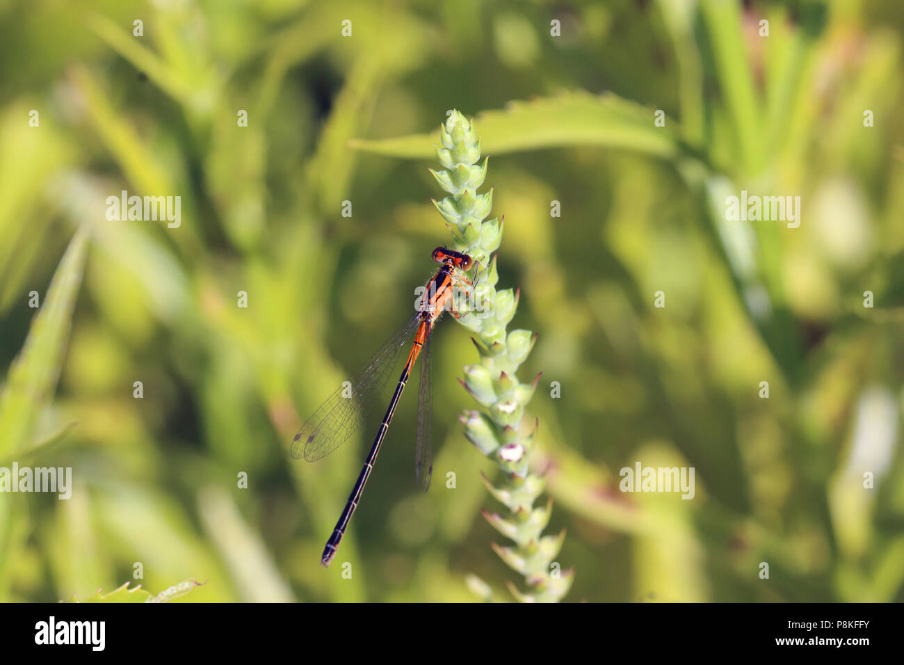 Eastern Forktail (Immature Female) August 8th, 2015 Minnehaha County, SD Stock Photo