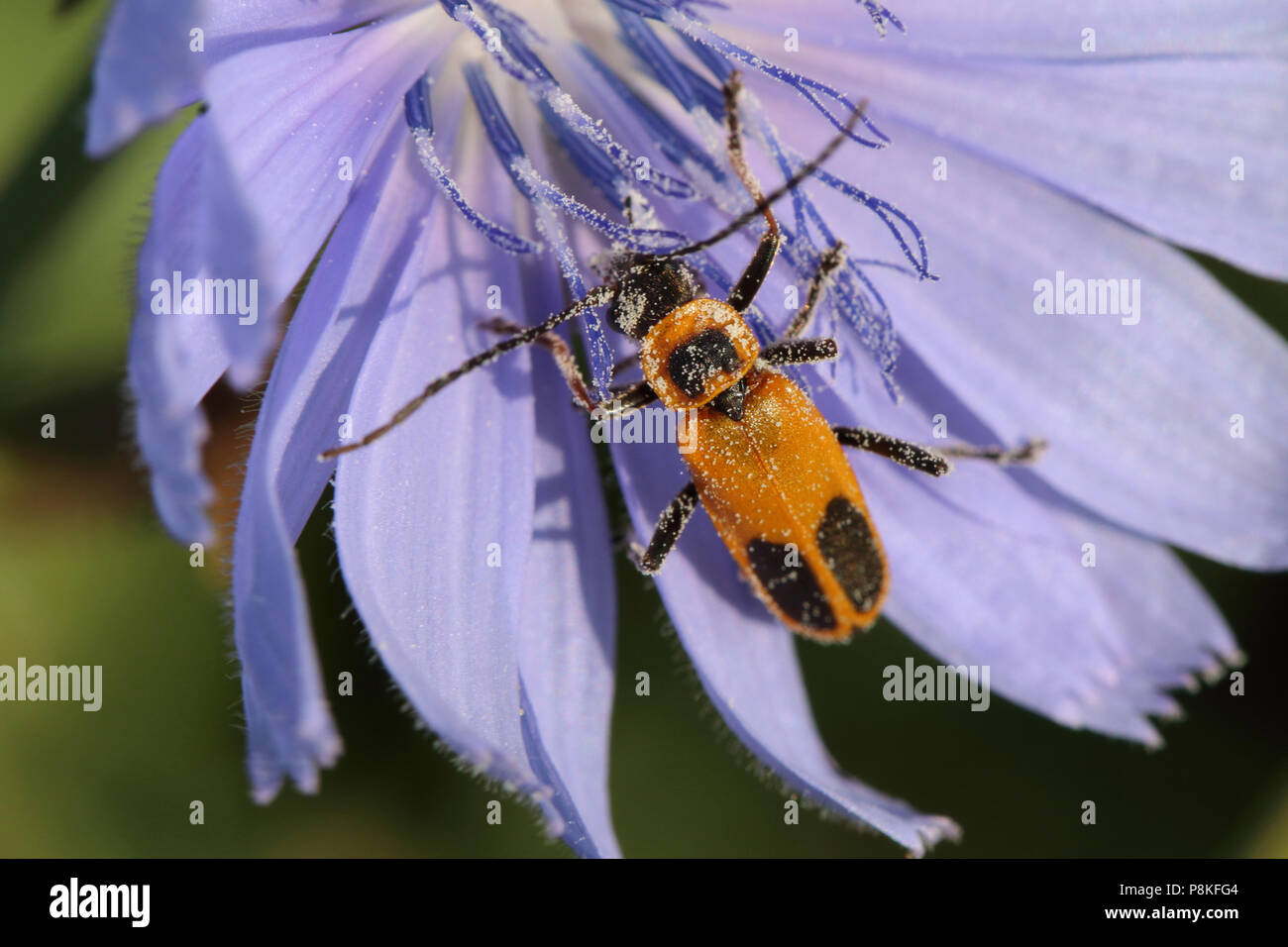 Goldenrod Soldier Beetle August 2nd, 2015 Minnehaha County, South Dakota Stock Photo