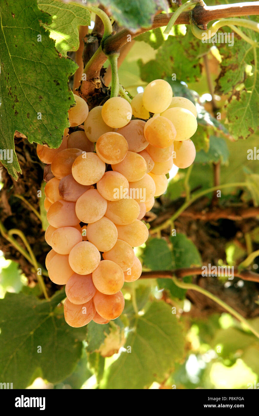 Golden muscat grape hires stock photography and images Alamy
