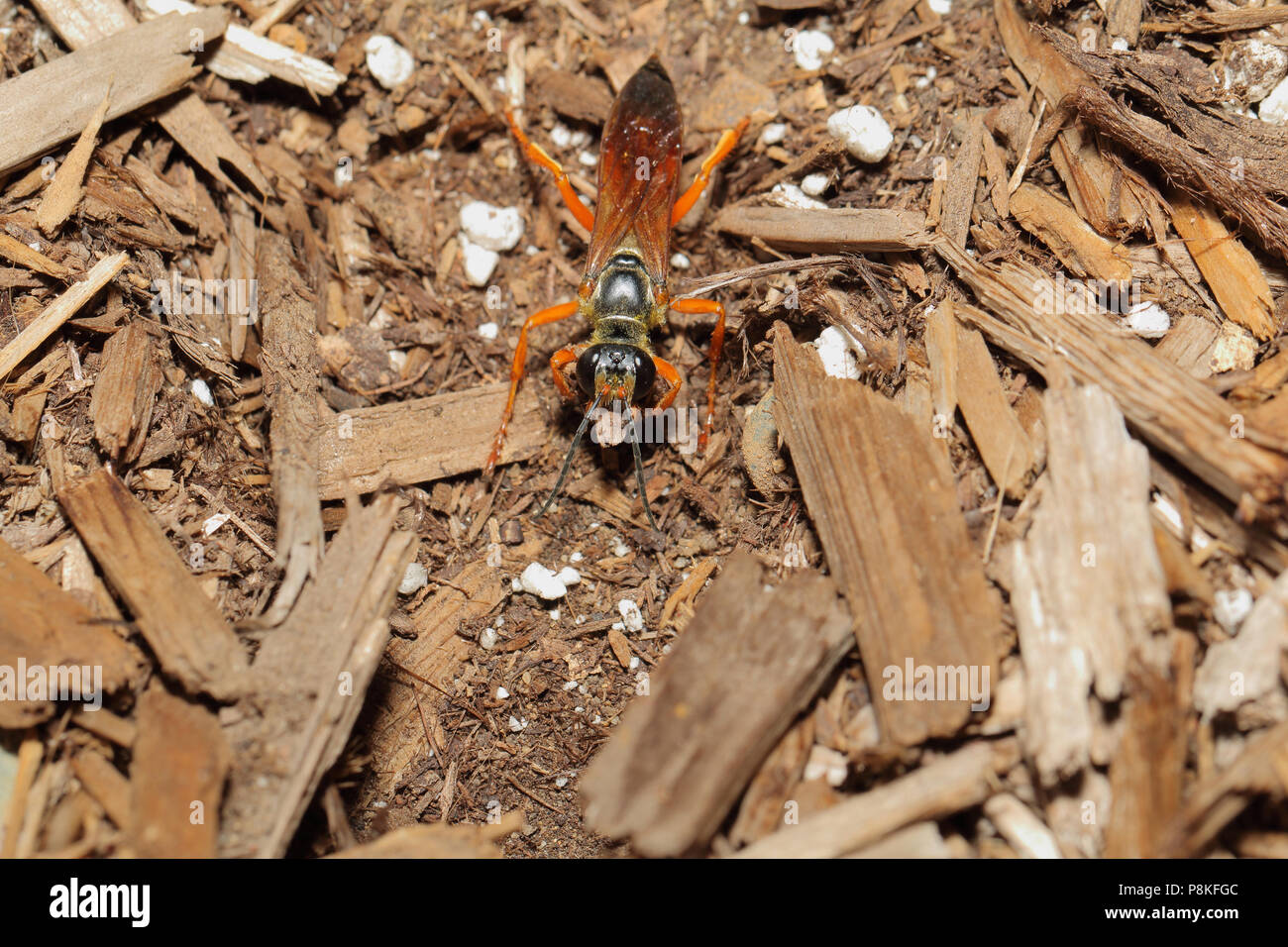 Great Golden Digger Wasp - Sphex ichneumoneus September 6th, 2015 Brandon, SD Stock Photo