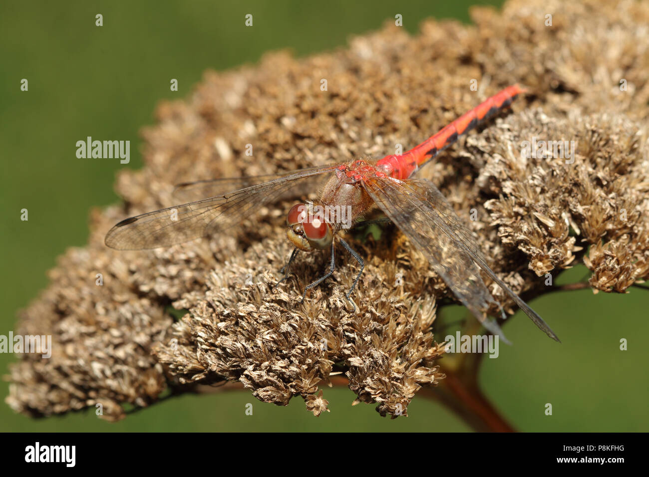 Dragonfly - Meadowhawk - Sympetrum September 5th, 2015 Brandon, SD Stock Photo