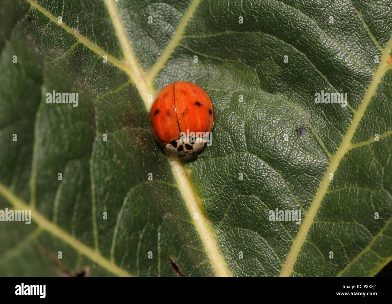 Multicolored Asian Lady Beetle August 12th, 2015 Brandon, SD Stock Photo