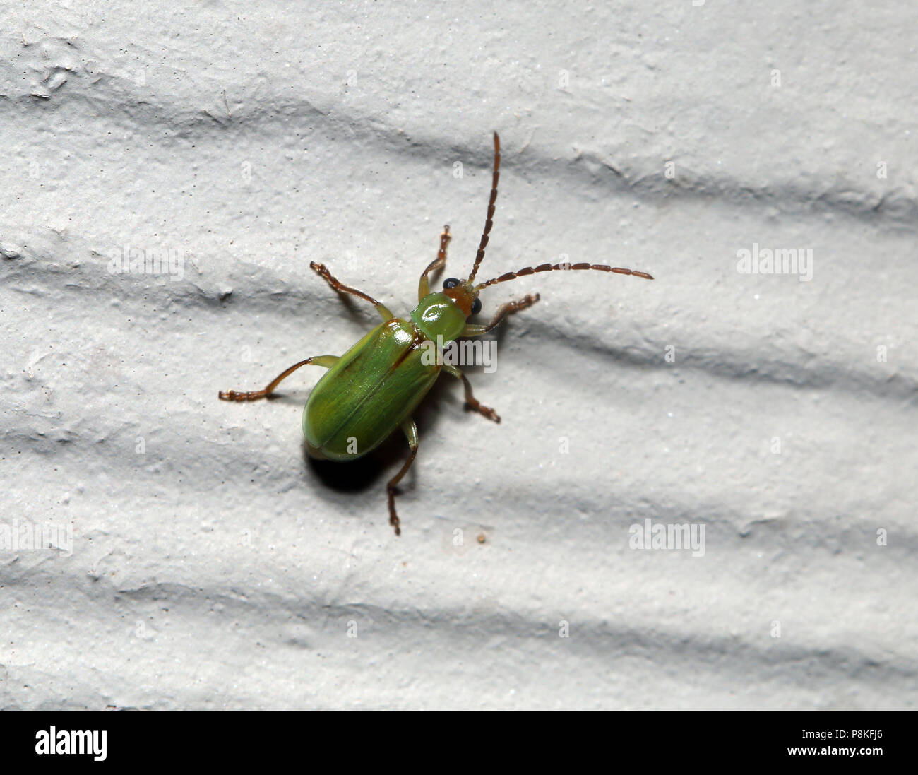 Northern Corn Rootworm Diabrotica barberi August 13th, 2015 Brandon, SD Stock Photo Alamy