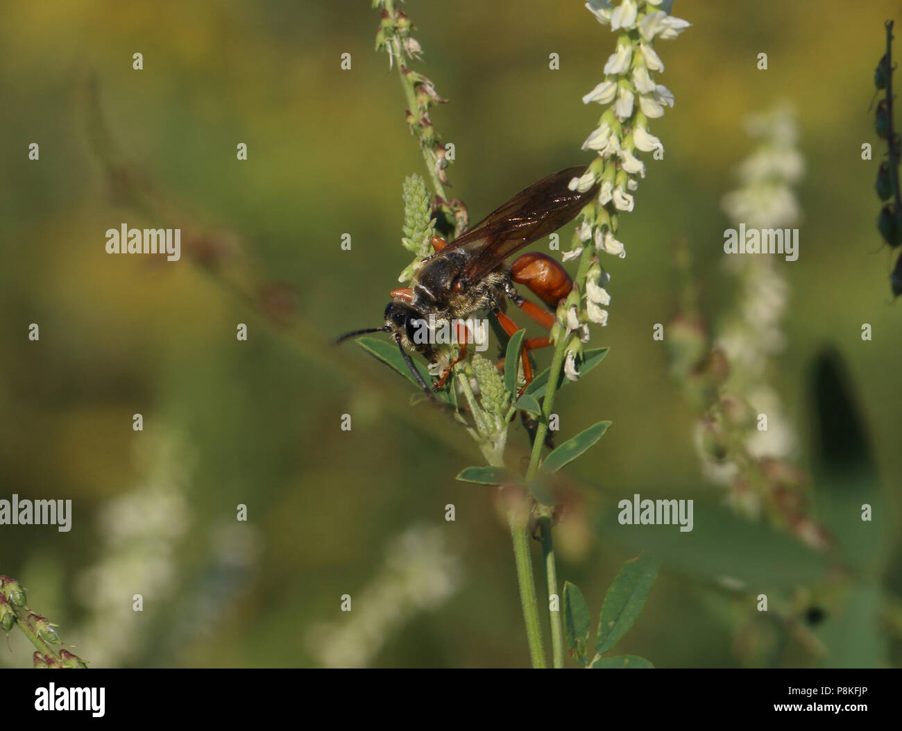 Thread-waisted Wasp - Sphecidae August 11th, 2015 Brandon, SD Stock Photo