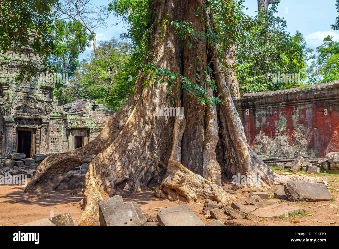 Giant tree in the ancient Khmer temple of Ta Prohm. Stock Photo