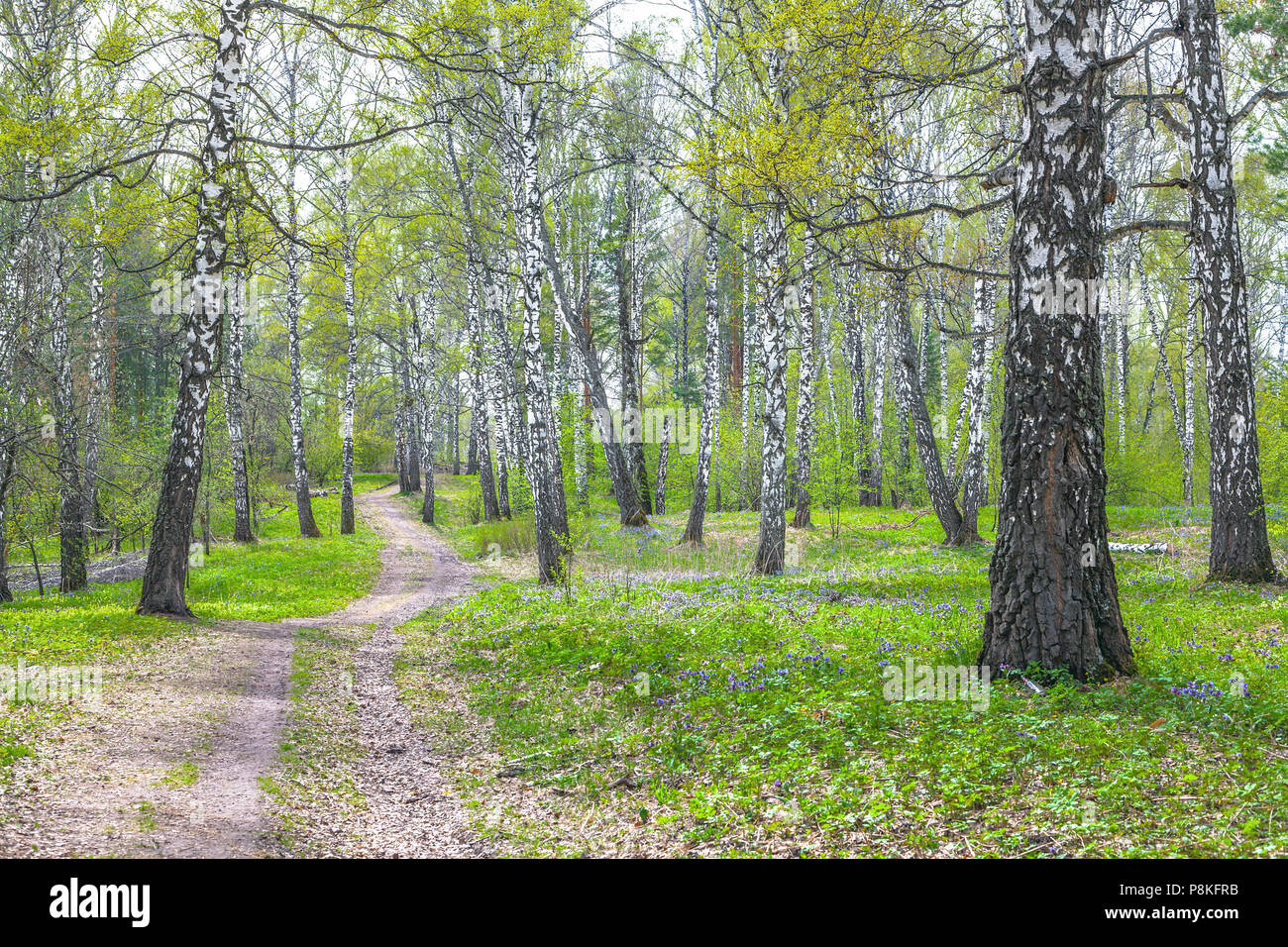 Birch forest in early spring in Siberia. Stock Photo