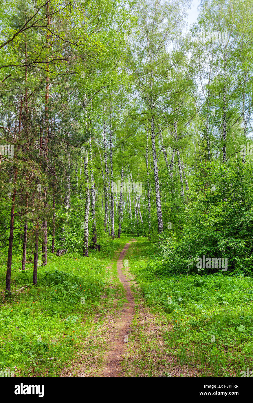 Sunny spring day in a birch grove. Stock Photo