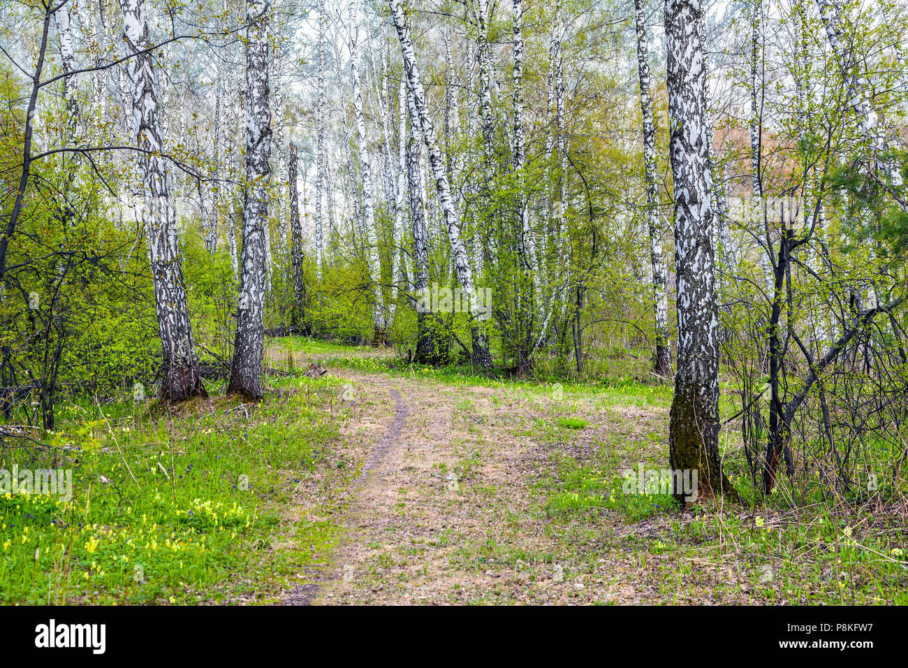 Sunny spring day in a birch grove. Stock Photo