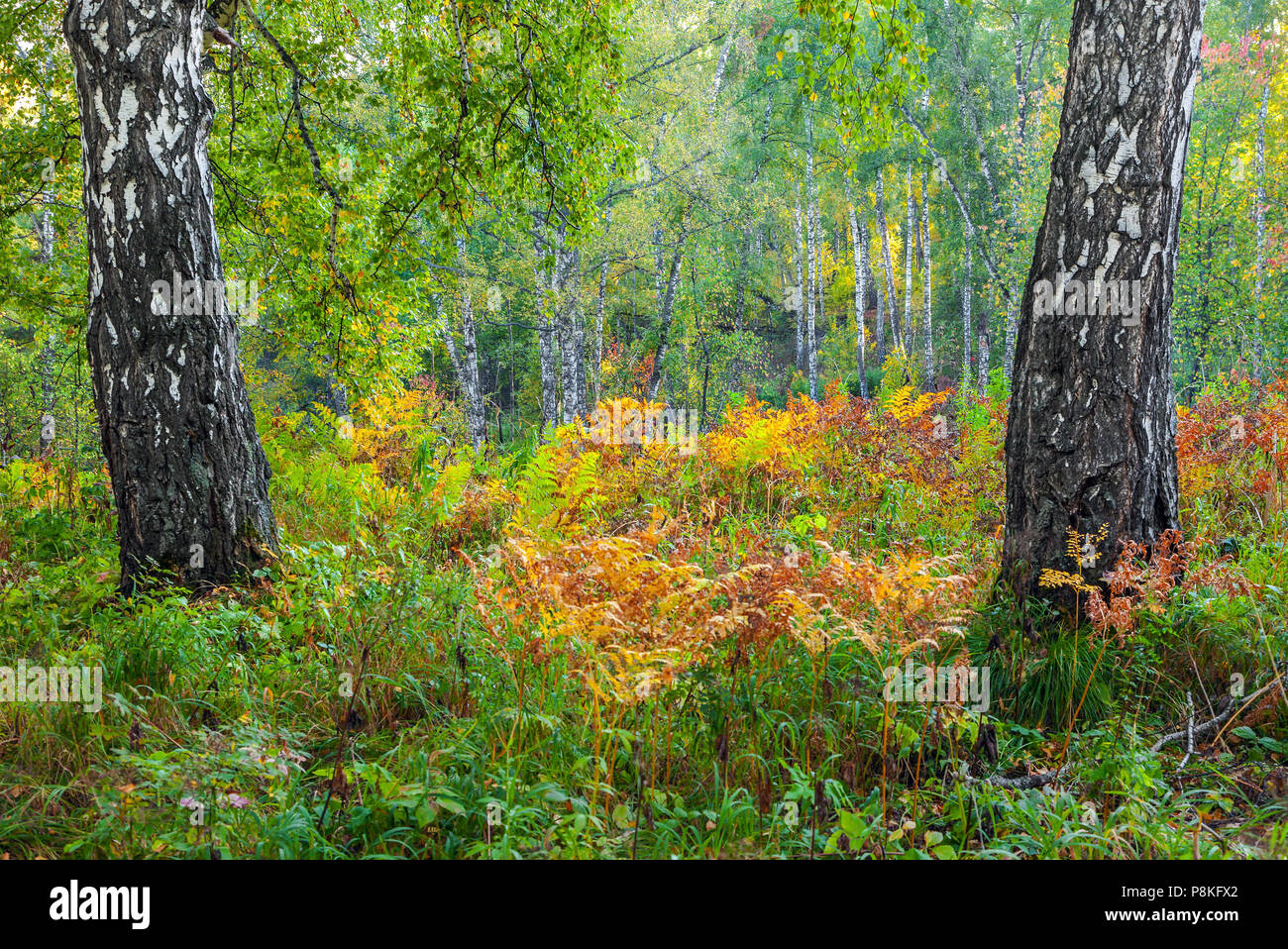 Bright colors of autumn forest. Stock Photo