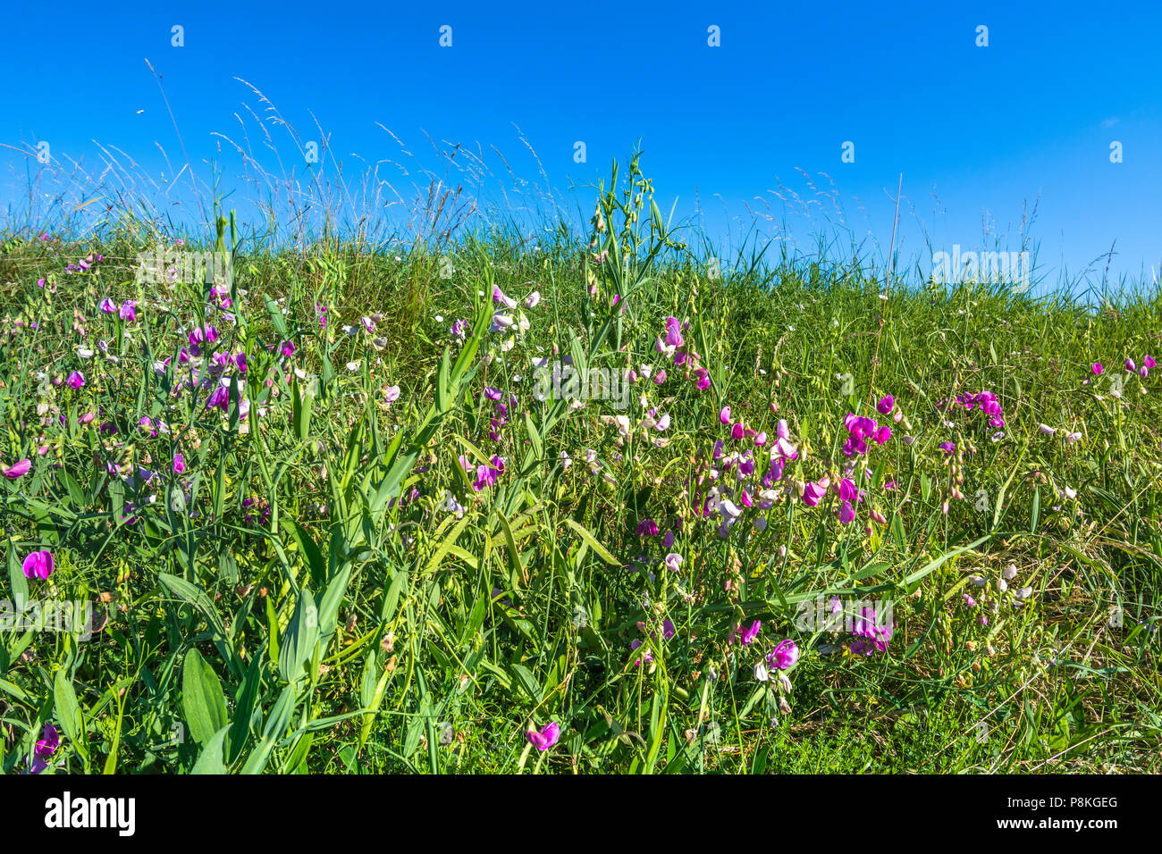 Wild Sweet Pea (Sphenostylis angustifolia) in field France Stock